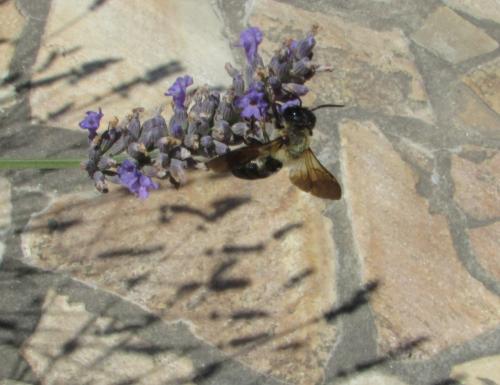 Megachile sculpturalis